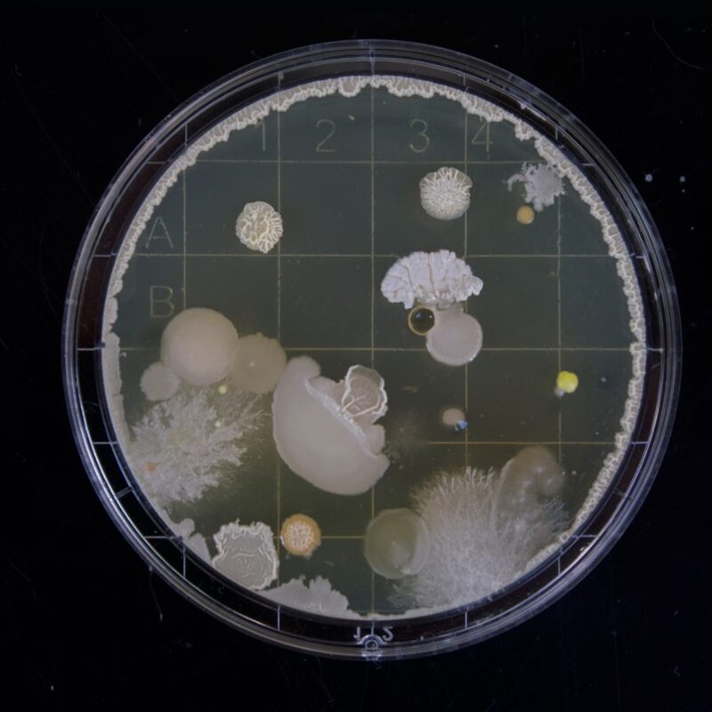 Mighty Microbes: Grease-Munching Bacteria