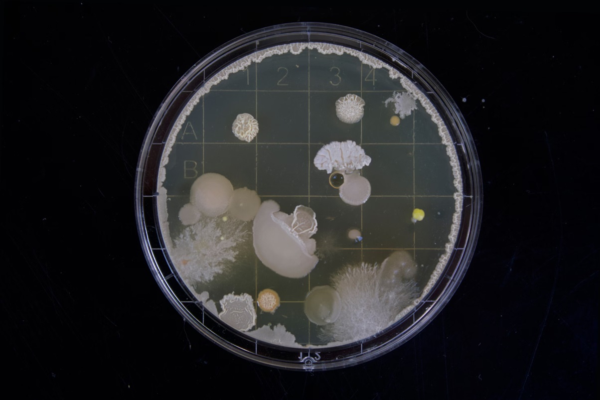 Mighty Microbes: Grease-Munching Bacteria